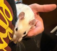 手の上で落ち着いているサイアミーズのダンボラット