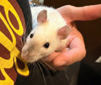 ダンボラットの画像4