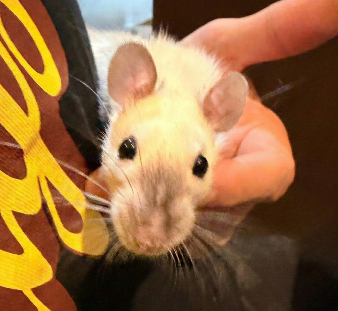 ダンボラット（サイアミーズ）♀セミヤング｜人懐っこい仔を大田区でお迎え