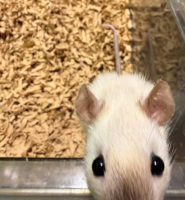 ケージ越しに近寄ってくるサイアミーズのダンボラット