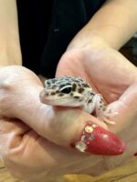 レオパ ヒョウモントカゲモドキスーパーマックスノーの画像4