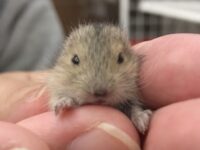 ステップレミングの画像2