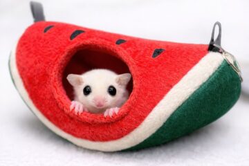 フクロモモンガの寝床にスイカポーチ｜可愛い隠れ家ポーチの使い方・設置のコツ