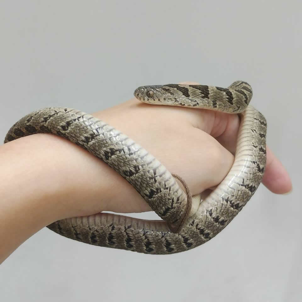 コモンタマゴヘビ(ベビー)のメイン画像