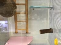 フクモモアクリル飼育ケージ用天然木止まり木の画像1