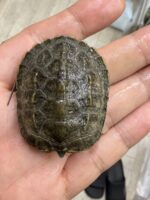 ウンキュウの画像1