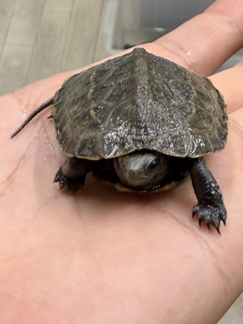 ウンキュウのメイン画像