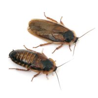 生餌・活き餌 デュビアの通販の画像1