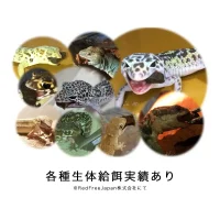 RepFeedJapan RepFeed レプフィード 250g 昆虫食爬虫類用の画像3