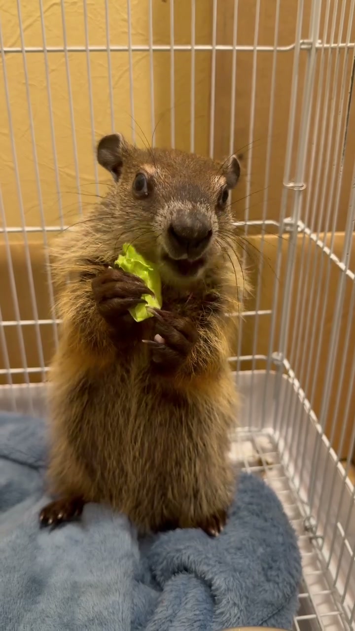 ウッドチャックが立ち上がって葉を食べている様子