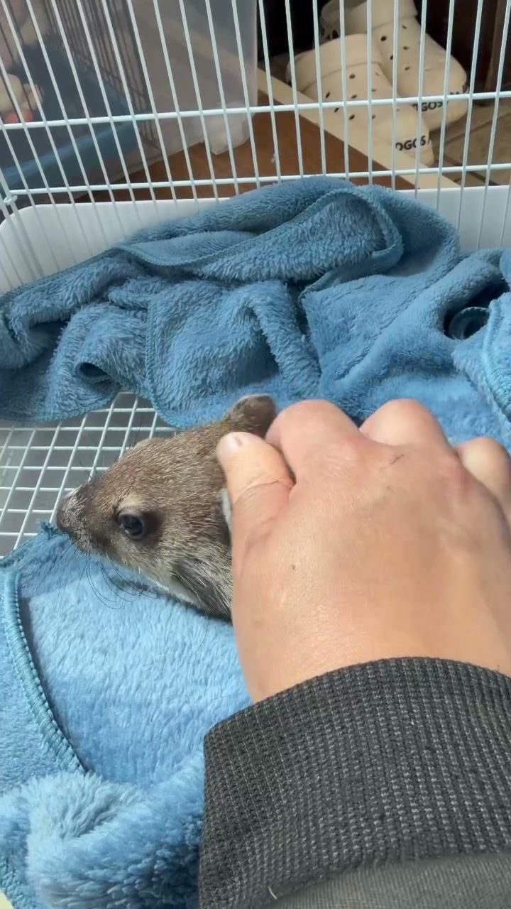 タオルの上で落ち着いているウッドチャック