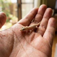 ニホンヤモリ 販売・飼育相談｜ピュアアニマルの画像2
