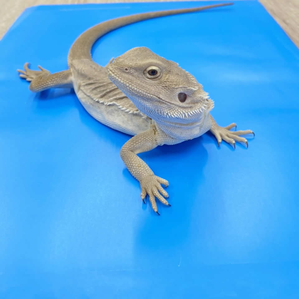 フトアゴヒゲトカゲ ゼロレザー とても慣れてます ピュアアニマル