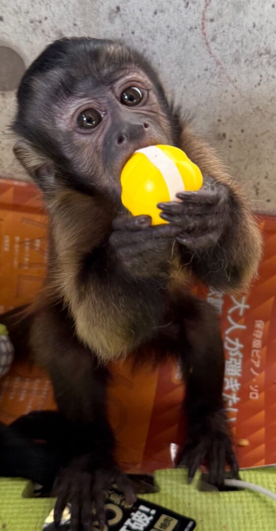 【予約受付中】フサオマキザル 新生児｜国内CB・人工哺育対応｜霊長類専門店 ピュア☆アニマルのメイン画像