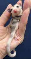 フクロモモンガの画像9