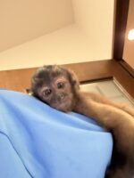 【予約受付中】フサオマキザル 新生児｜国内CB・人工哺育対応｜霊長類専門店 ピュア☆アニマルの画像1